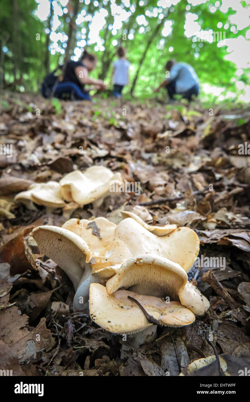 Gathering mushrooms in the eure 27 hires stock photography and images