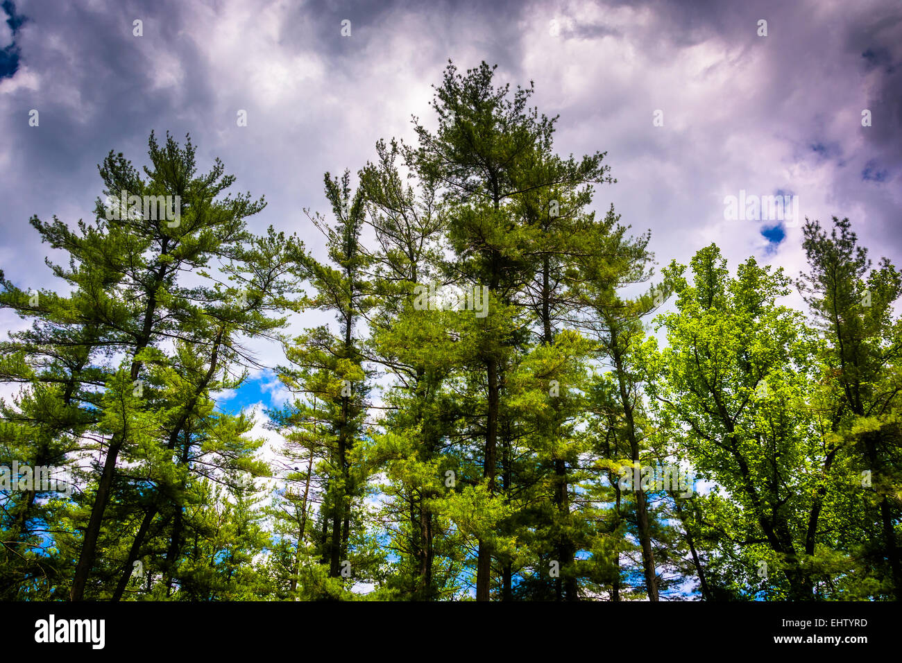 Pine trees at Loch Raven Reservoir in Baltimore, Maryland Stock Photo