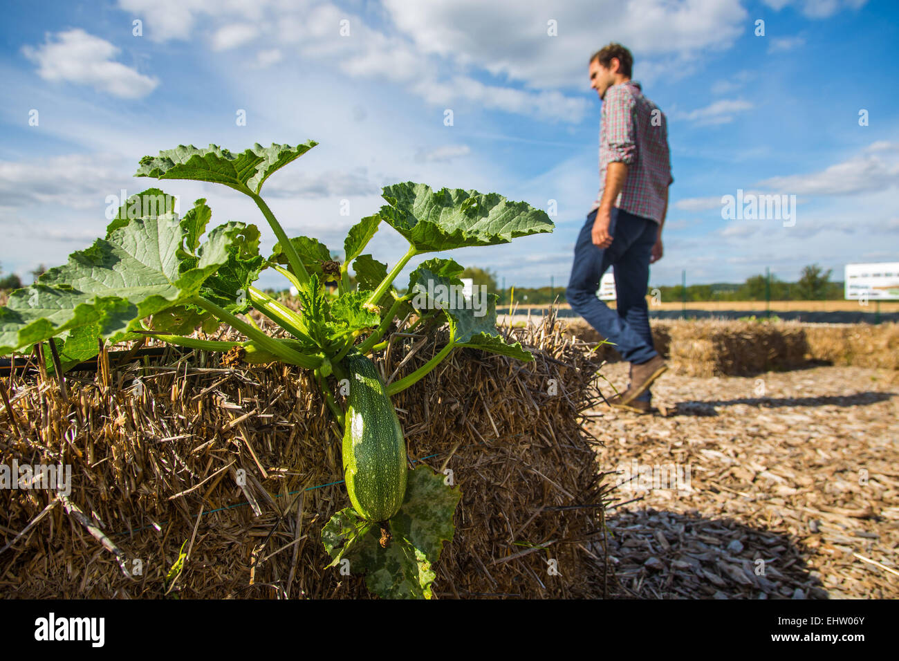 DEMONSTRATION OF URBAN FARMING, SAINT-CYR L'ECOLE (78) YVELINES, ILE-DE-FRANCE, FRANCE Stock Photo