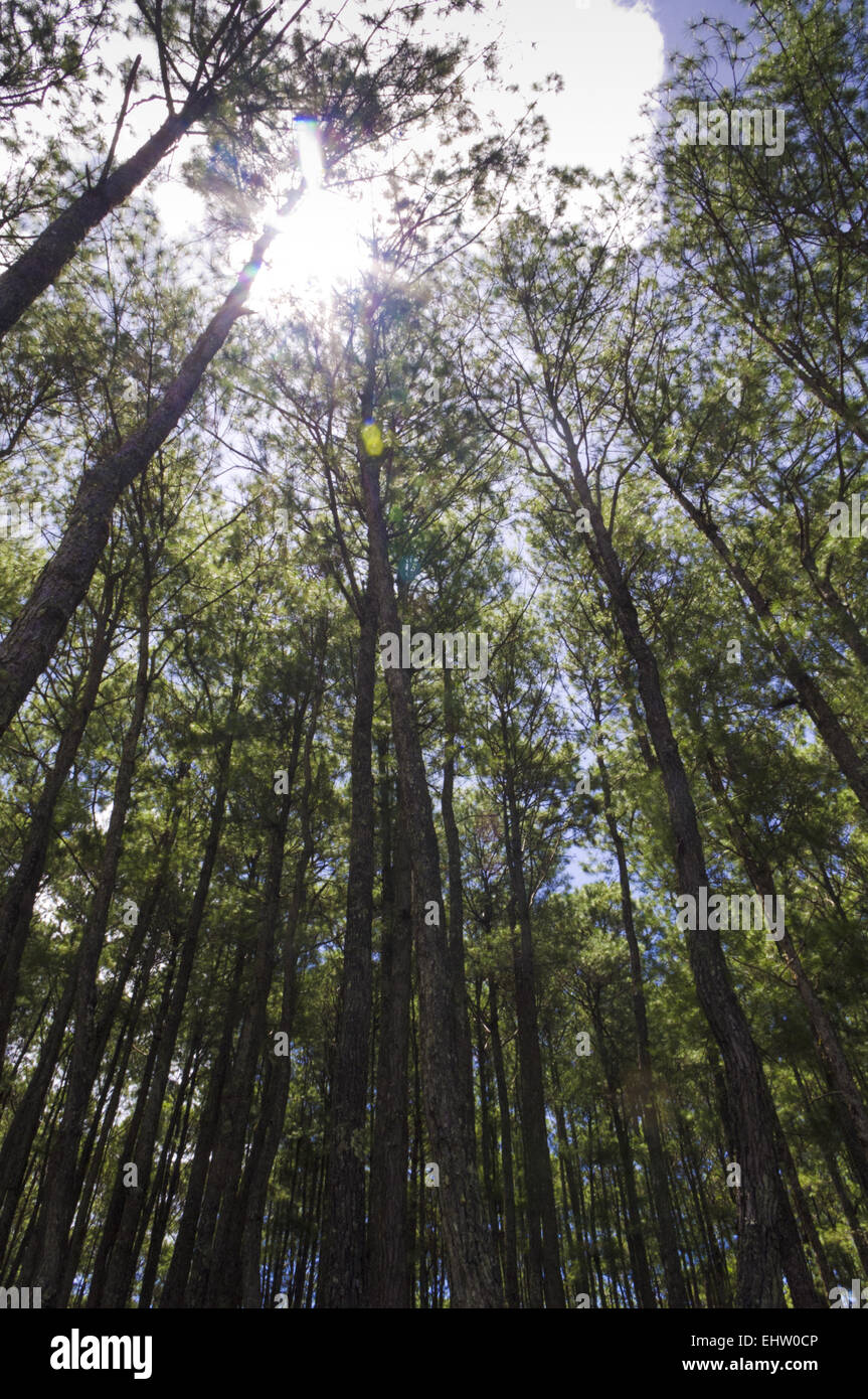 view from the bottom of pines tree forest Stock Photo