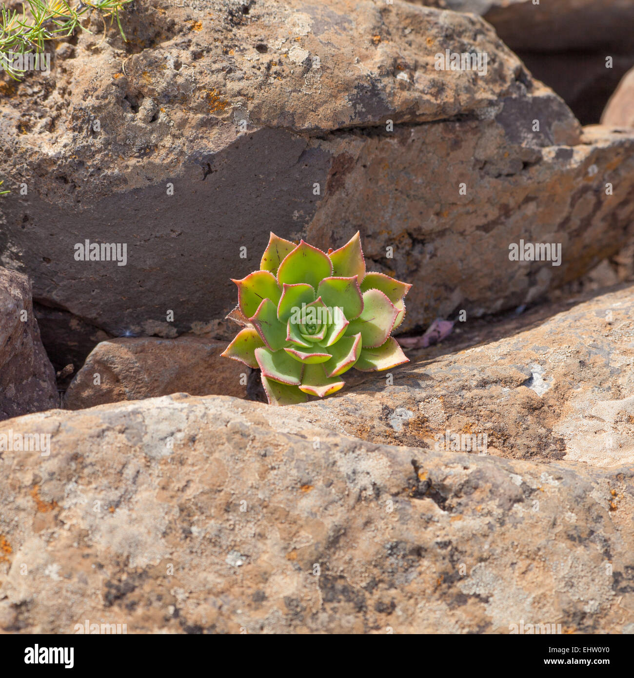 small plant of succulent Aeonium percarneum growing between the stones of malpais Stock Photo