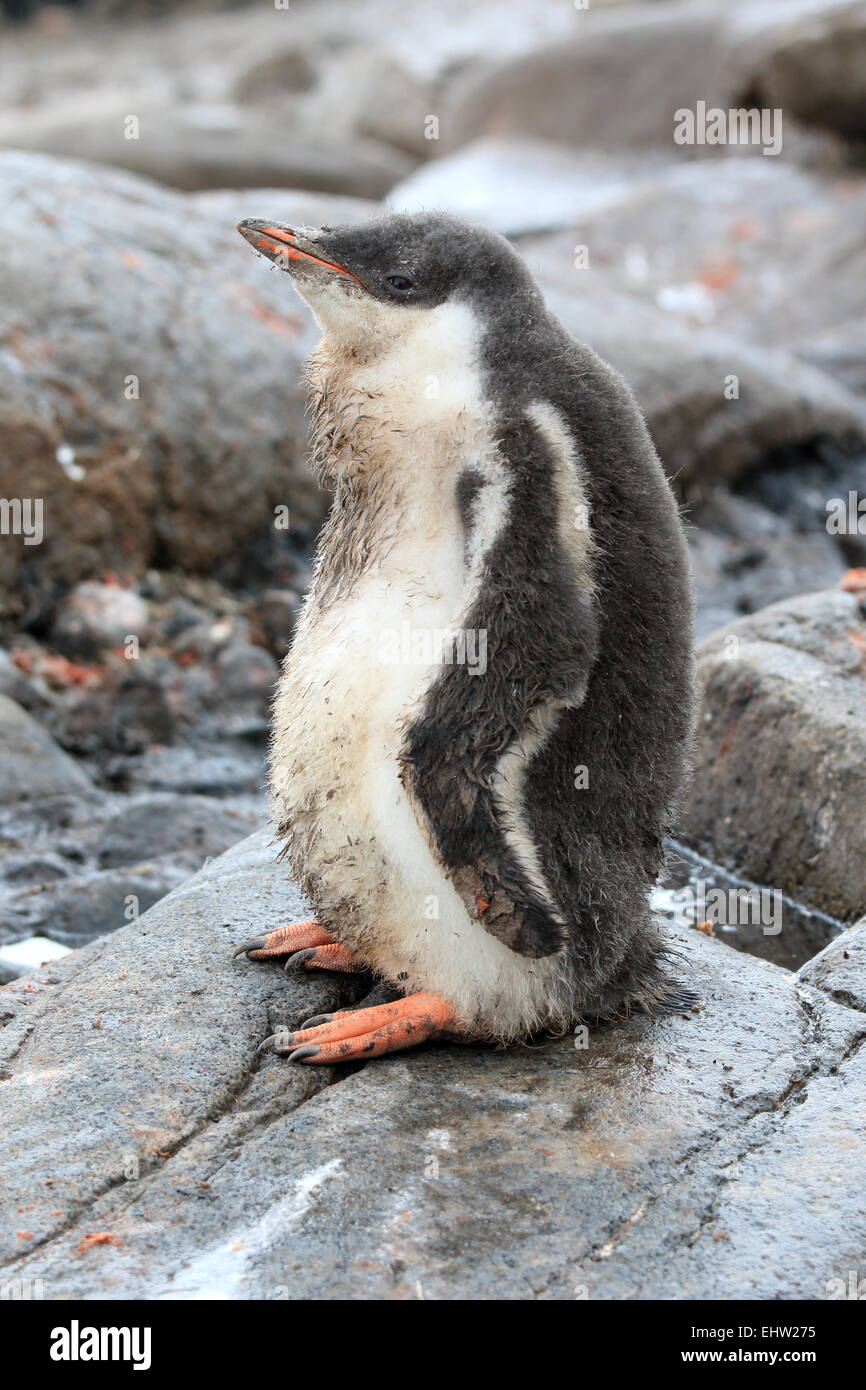 Penguin chick in Antarctica. Gentoo penguin. Pygoscelis papua. Stock Photo