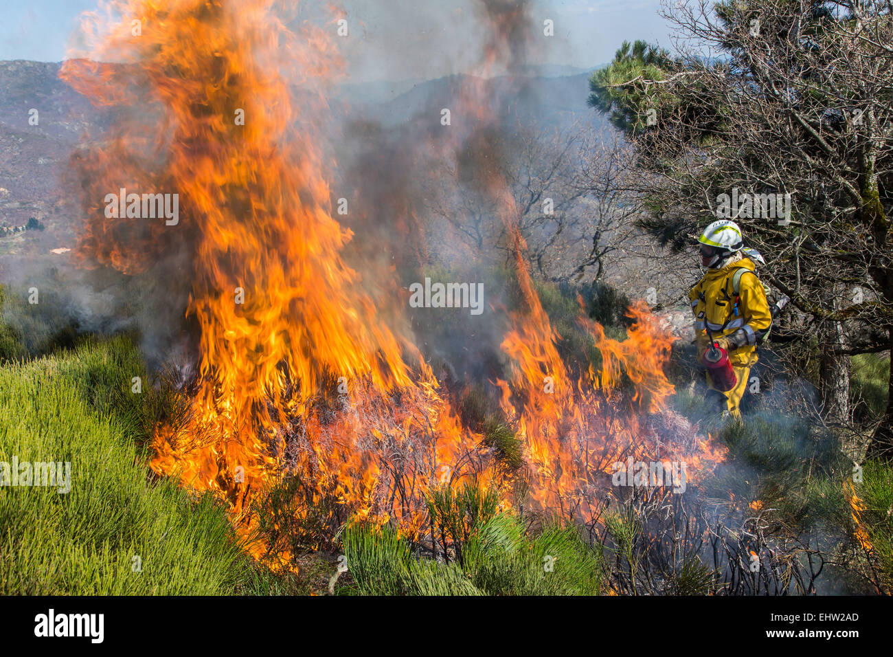 CONTROLLED BURNING Stock Photo