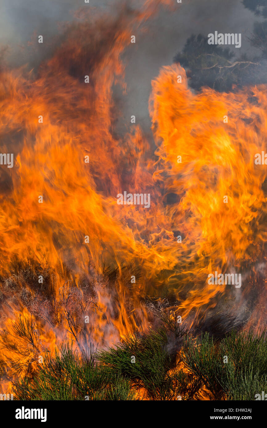 CONTROLLED BURNING Stock Photo