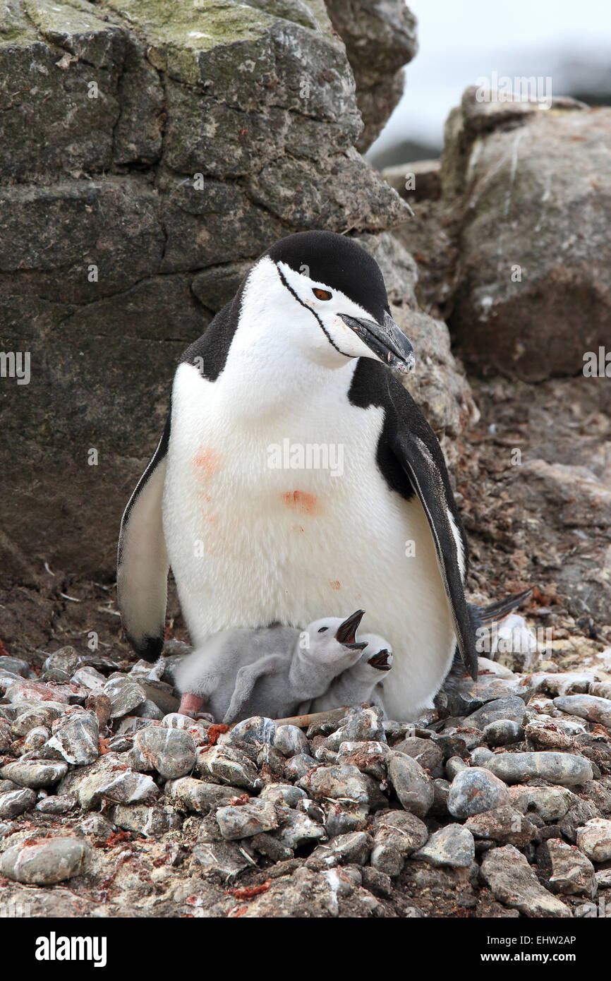 Penguin chicks and adult penguin family in Antarctica. Chinstrap penguins. Chinstrap penguin chick. Pygoscelis antarctica. Stock Photo