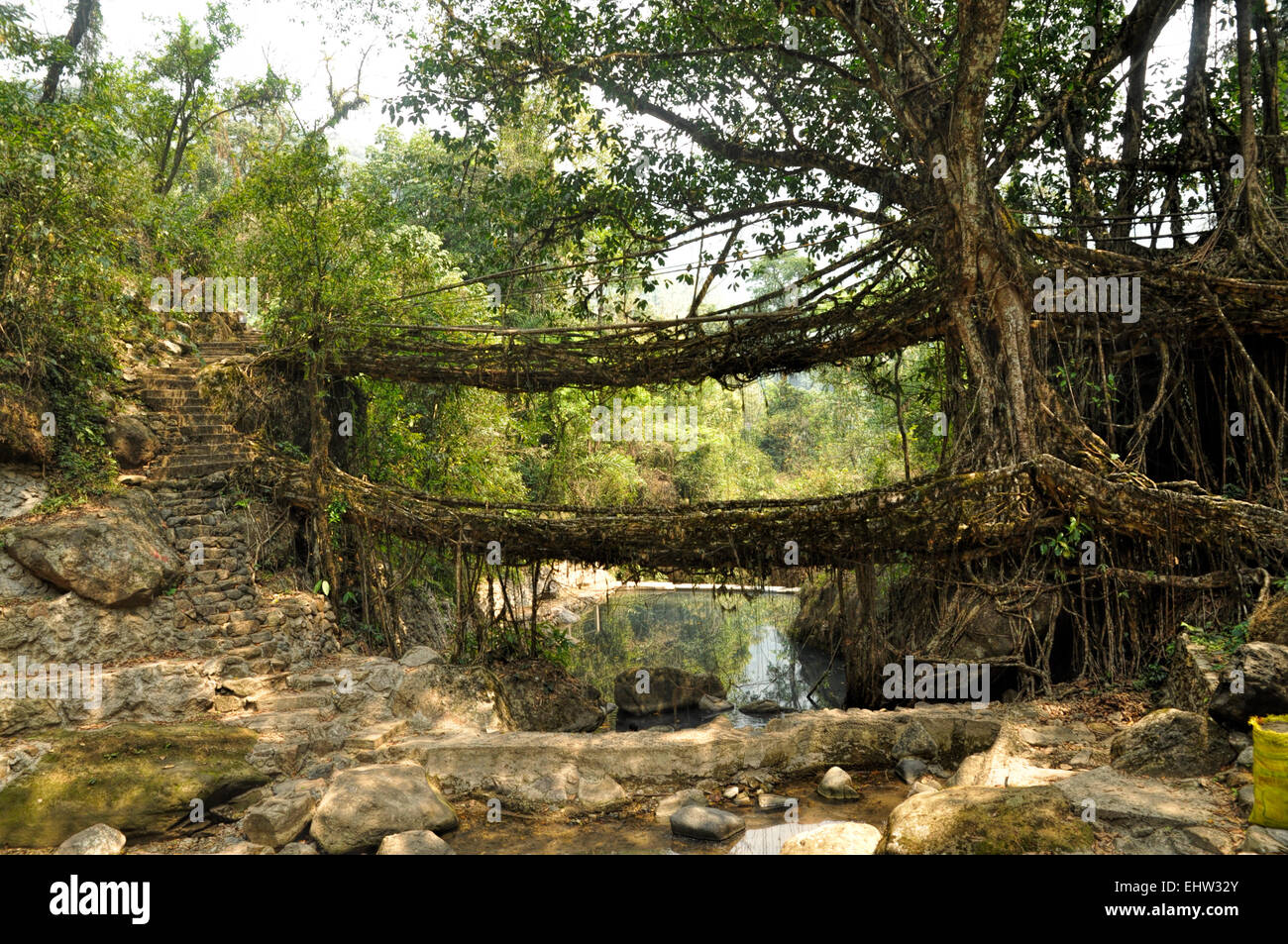 Old root bridges near Cherapunjee, Meghalaya, India Stock Photo