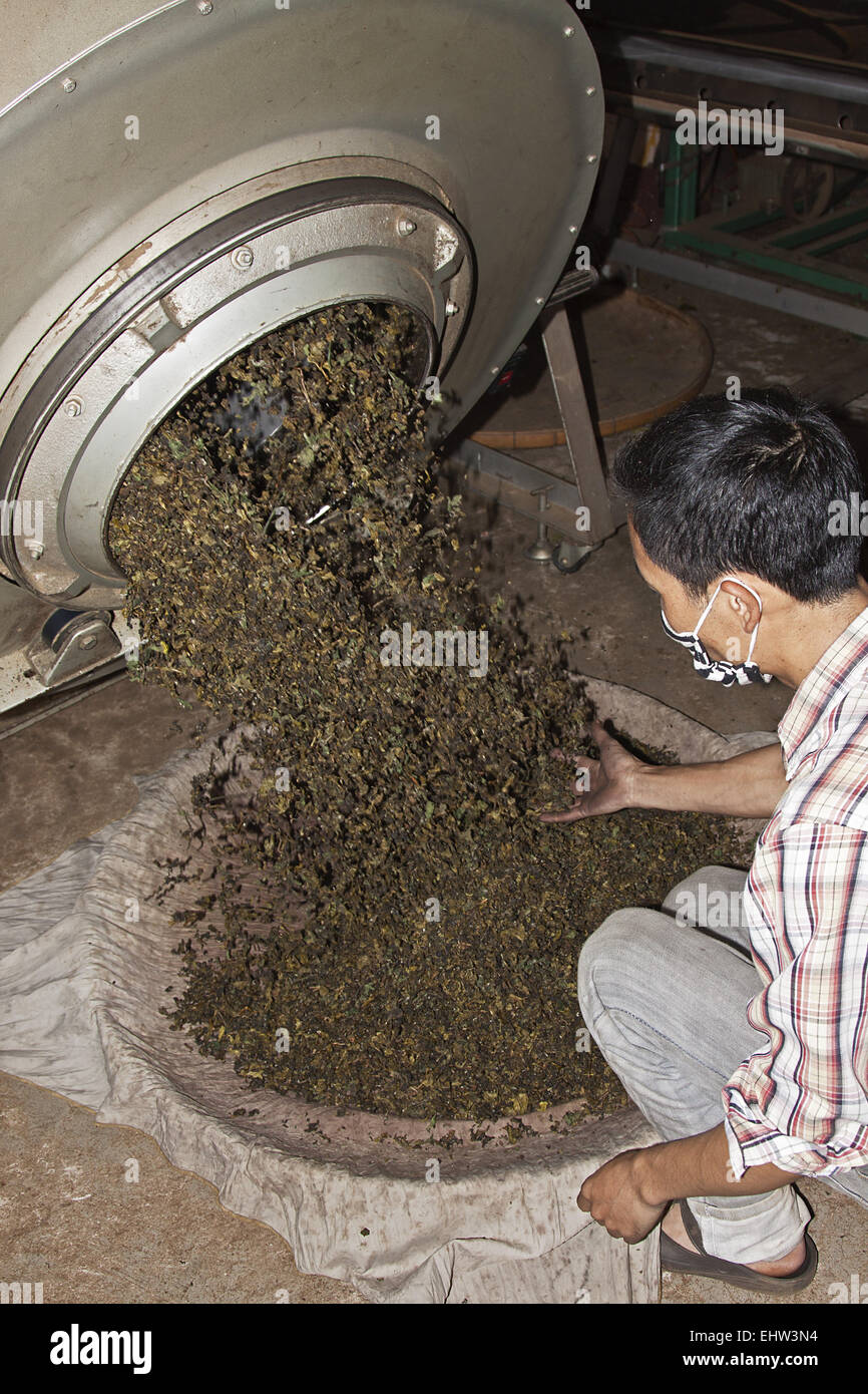 Oolong tea Stock Photo