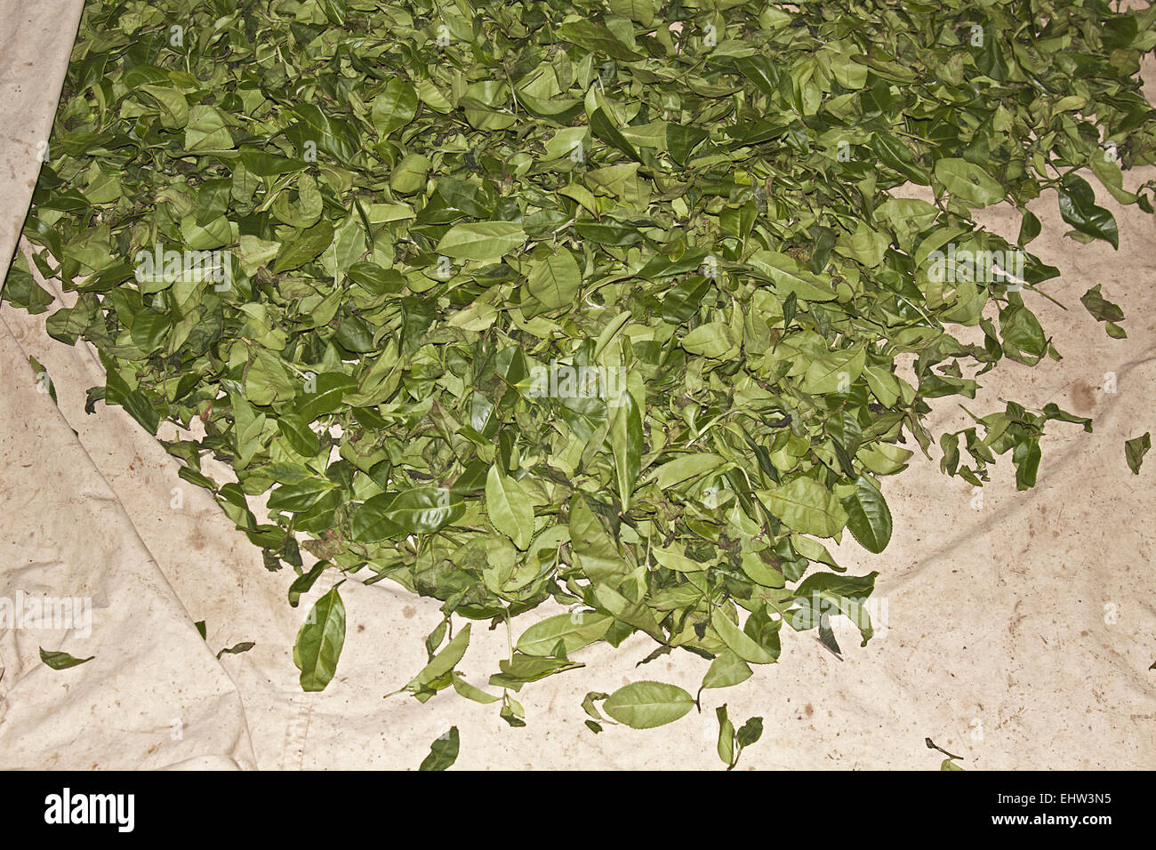 Oolong tea Stock Photo