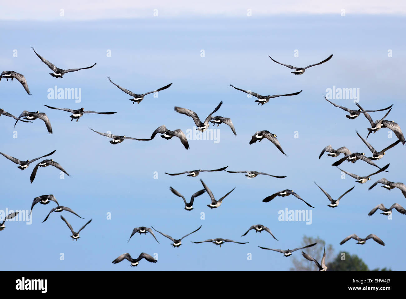Wild geese in flight Stock Photo