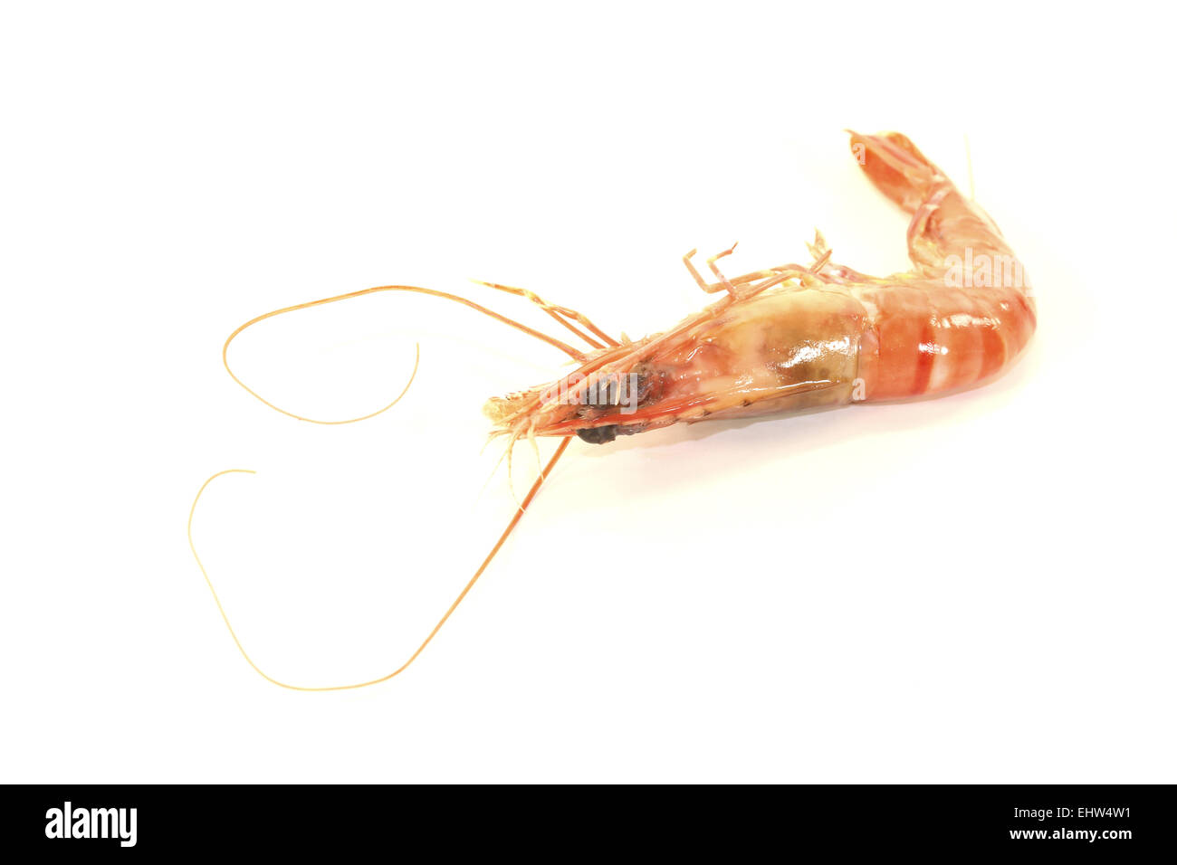 Shrimp f hi-res stock photography and images - Alamy