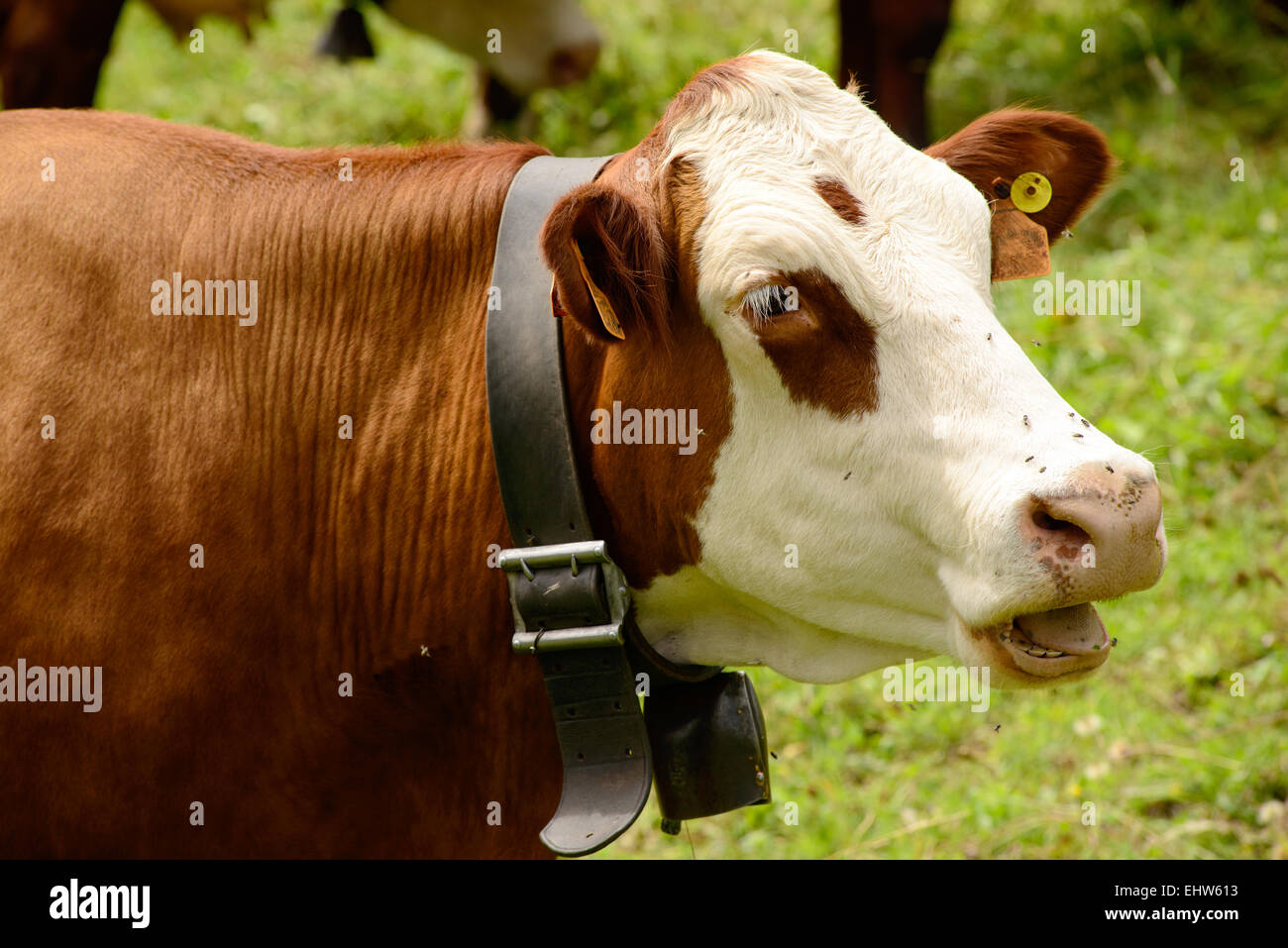 cow in the mountain pastures Stock Photo - Alamy
