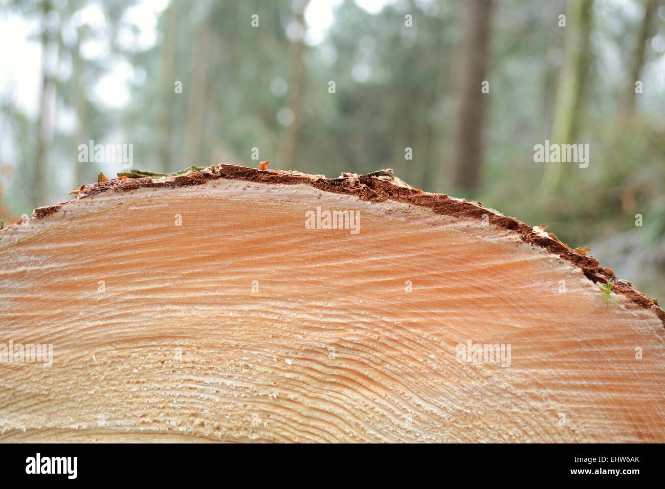 Detail of a tree-sectional area Stock Photo