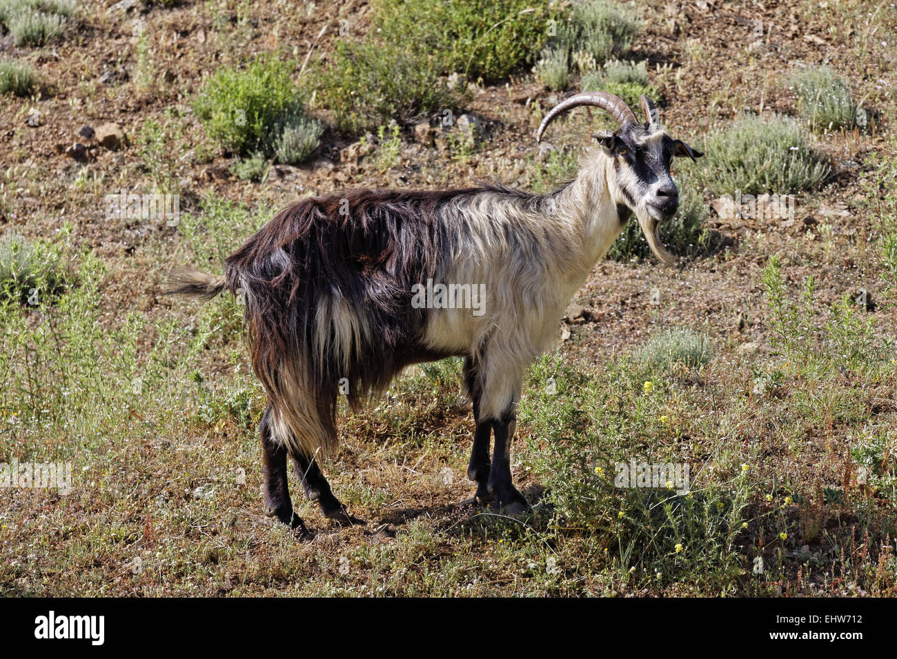 Goat near Belgodere, Nebbio region, Corsica Stock Photo