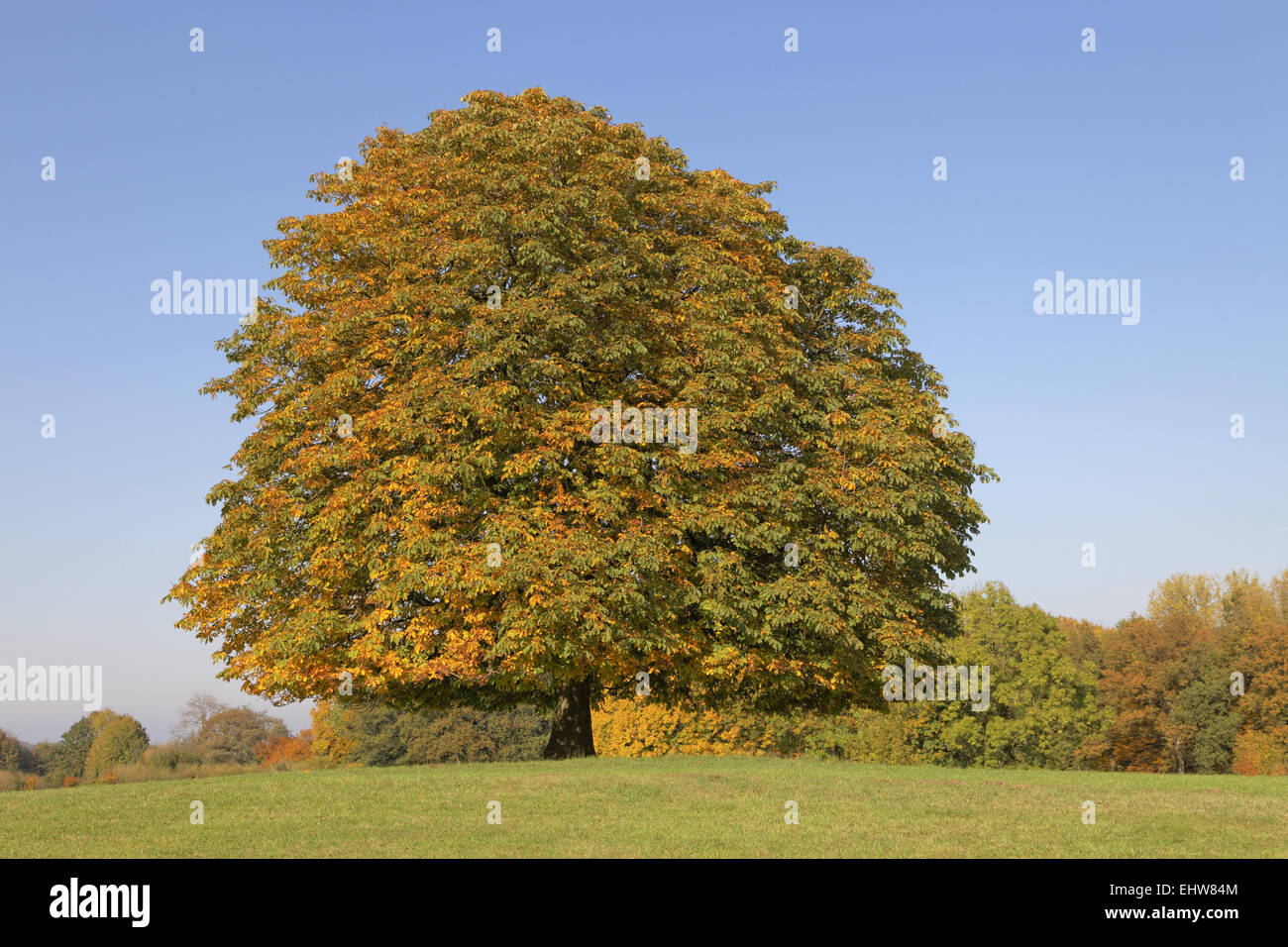 Horse chestnut tree, Aesculus in autumn Stock Photo