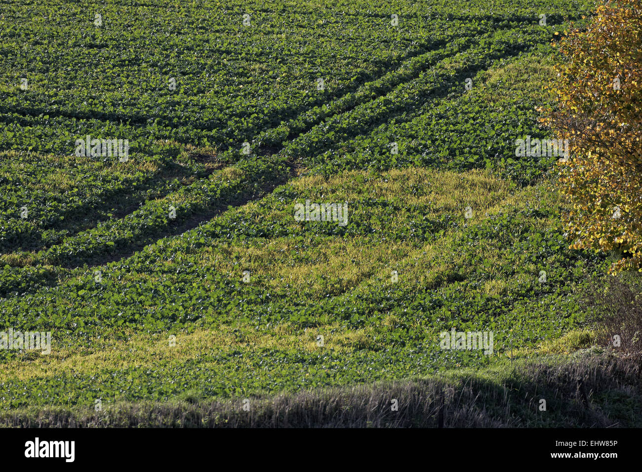 Kulturlan hires stock photography and images Alamy