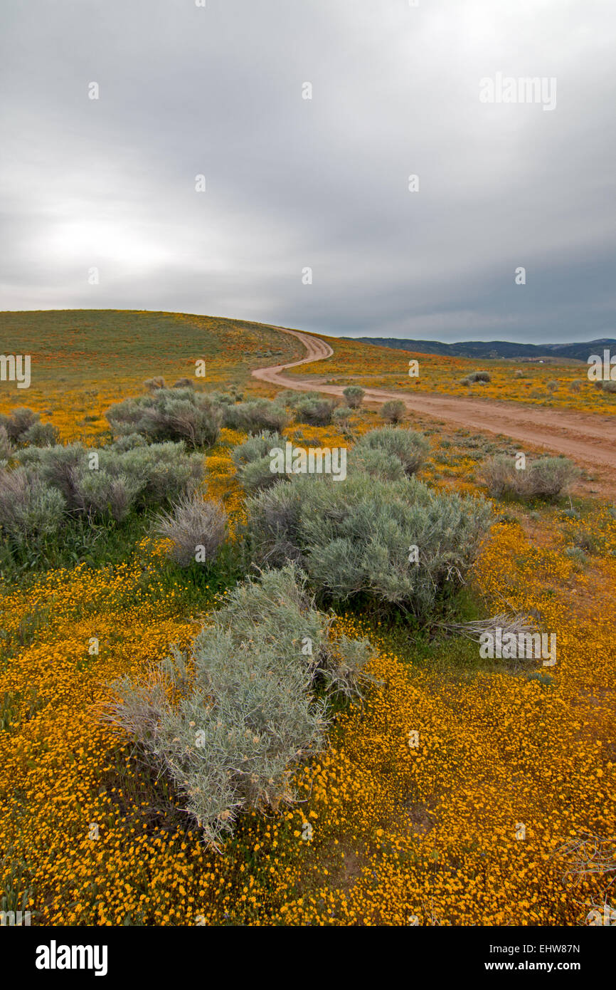 High Desert Wildflowers Under Overcast Skies Stock Photo