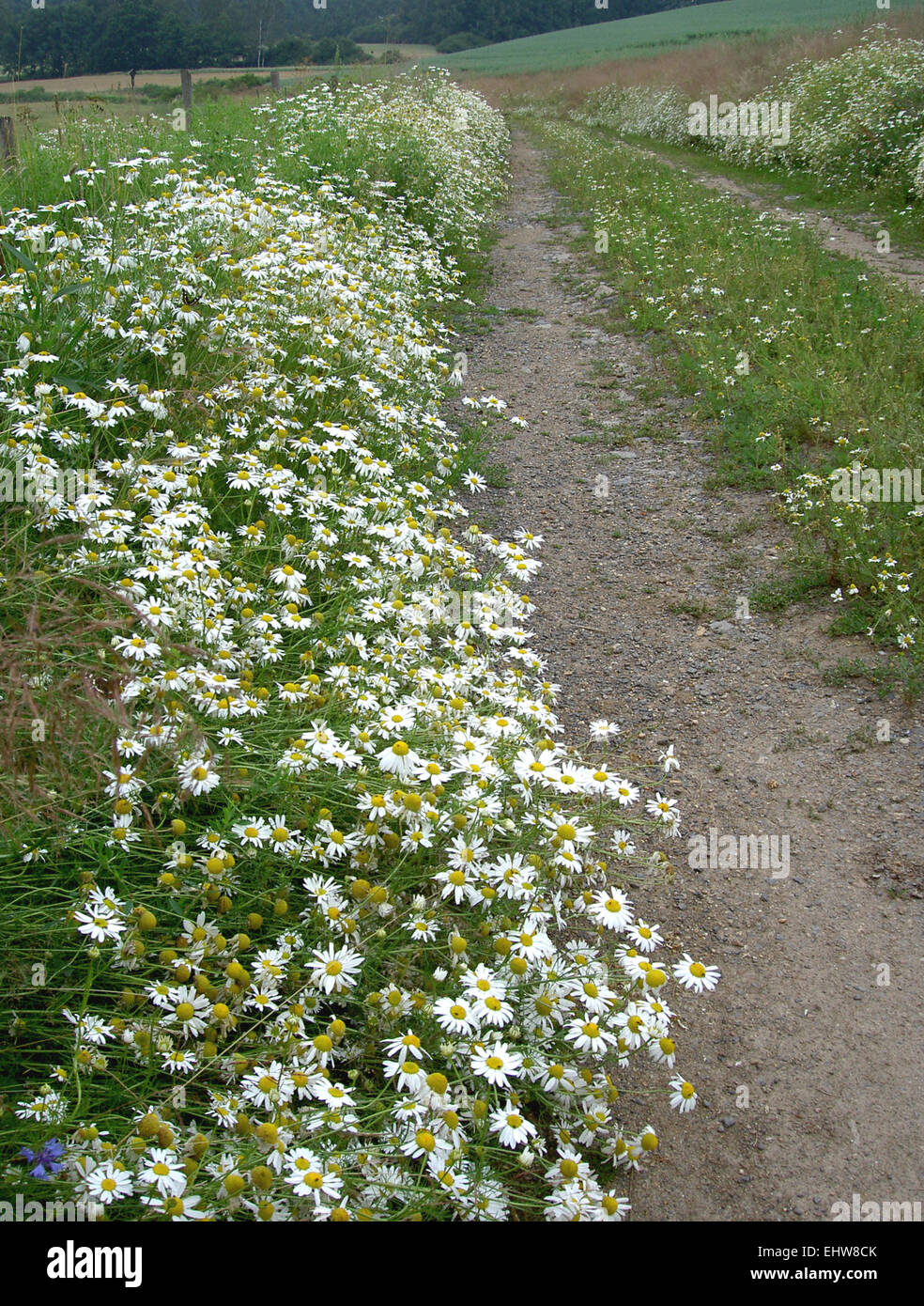 Feldwege hi-res stock photography and images - Alamy