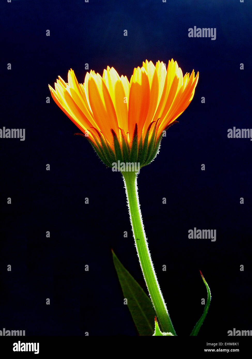 garden marigold Stock Photo