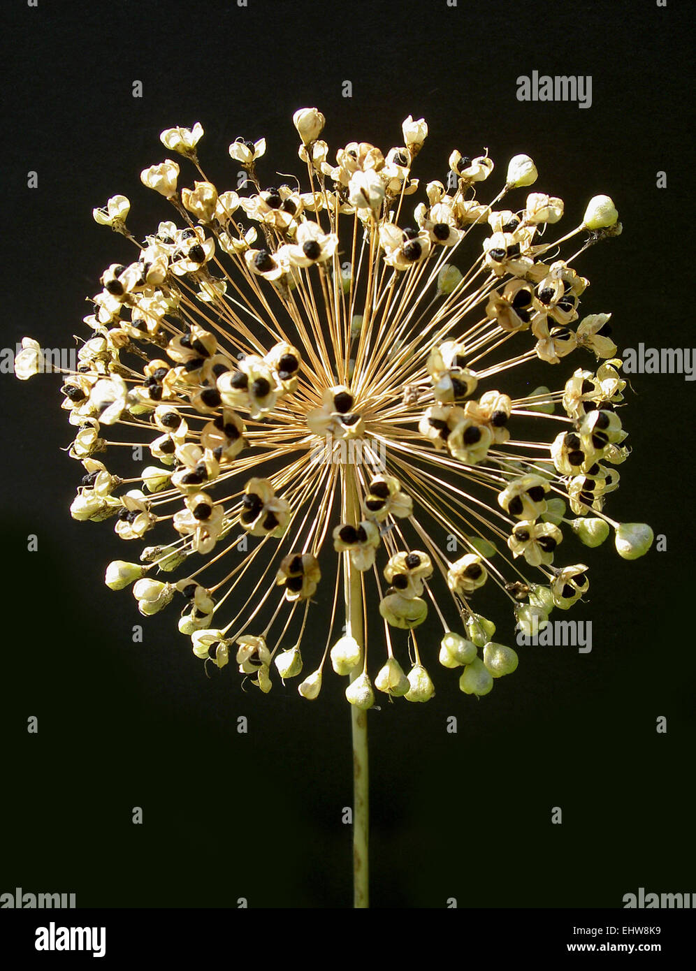 Allium Stock Photo