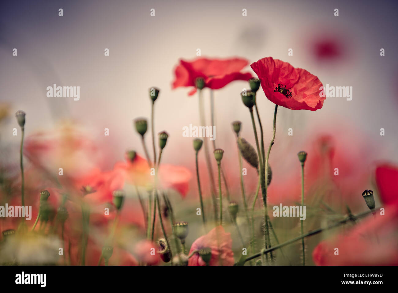 Field of Corn Poppy Flowers Stock Photo - Alamy