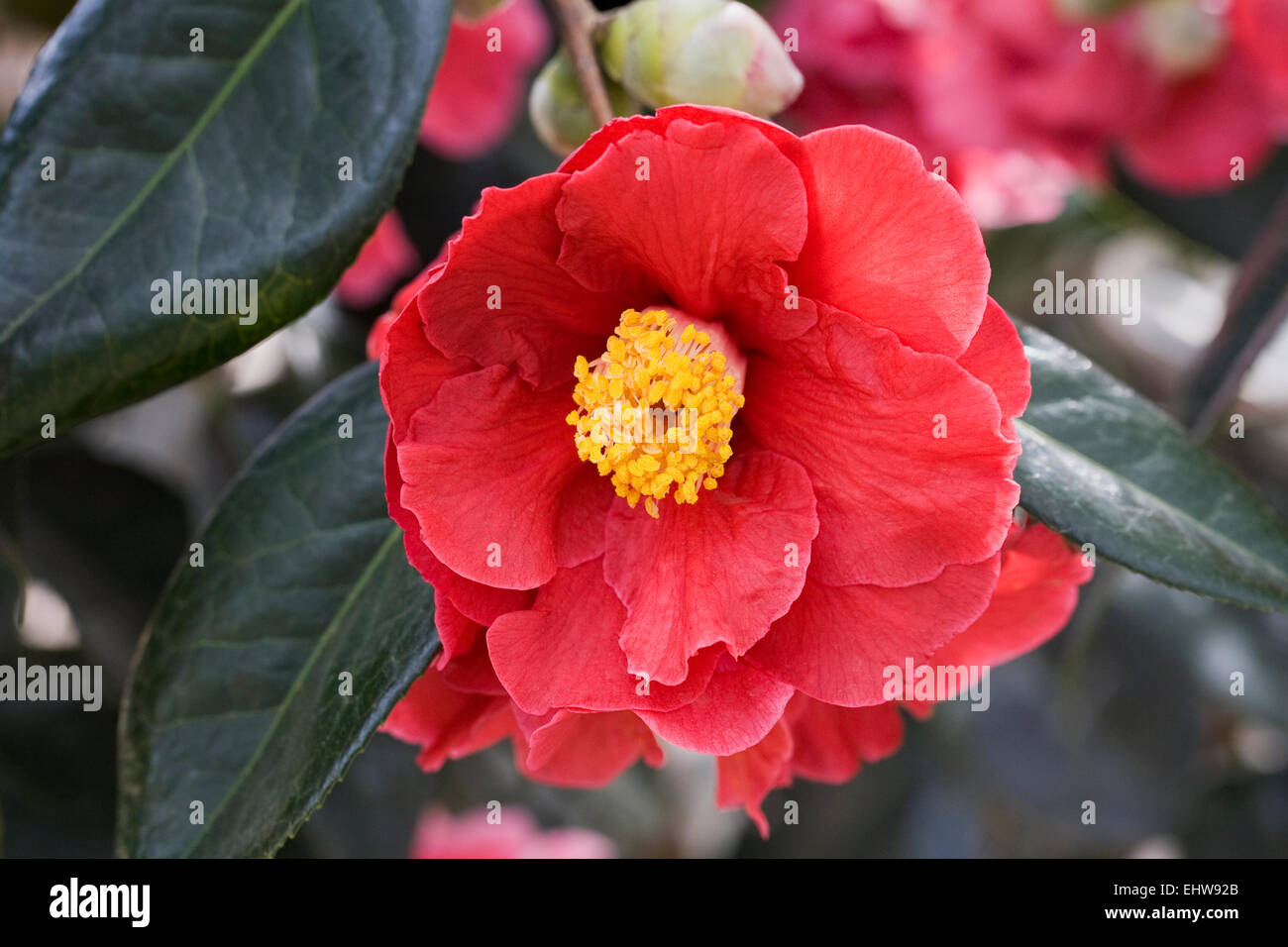 Camellia 'Royalty' flower. Stock Photo