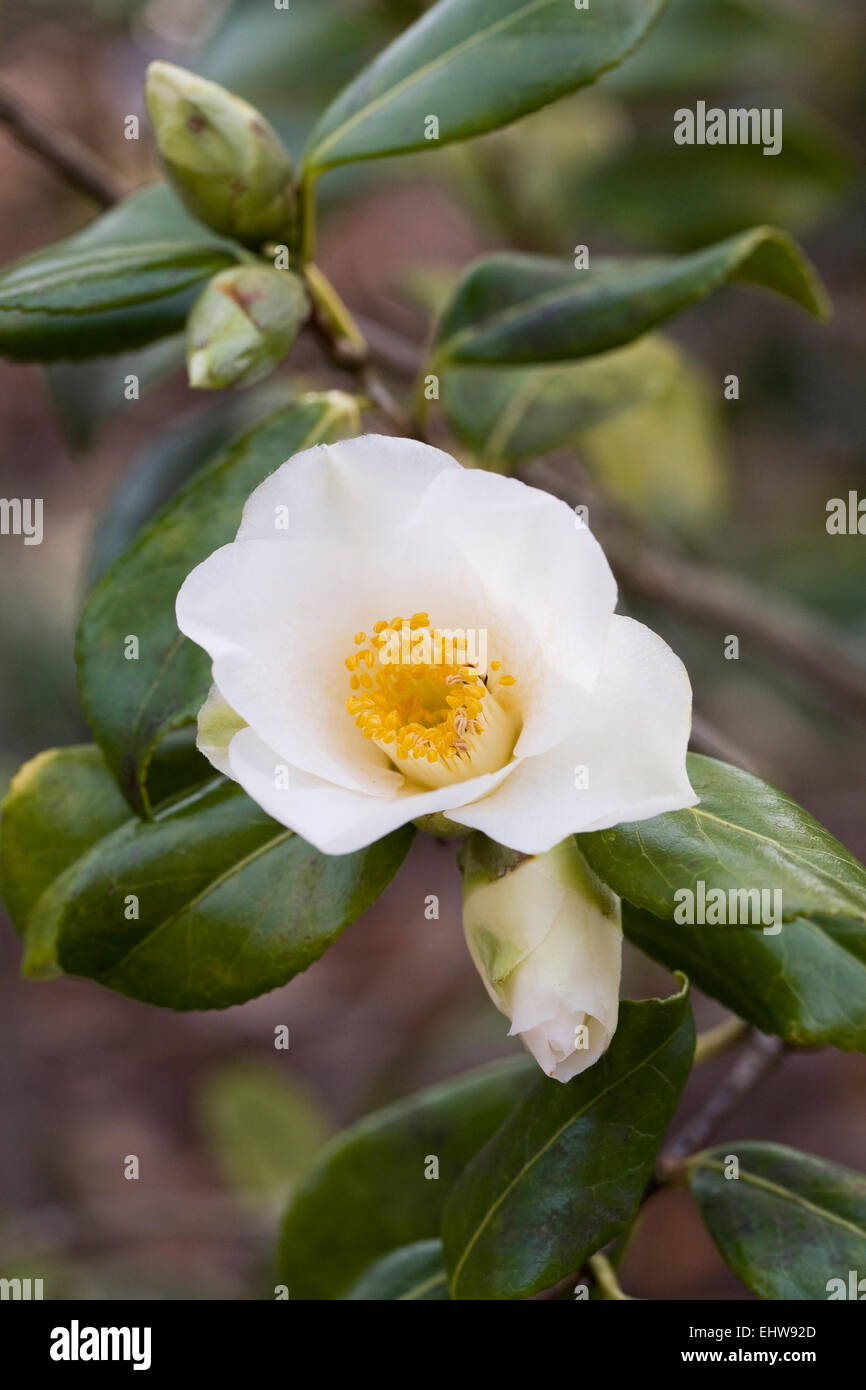 Camellia x williamsii 'Francis Hanger' flower. Stock Photo