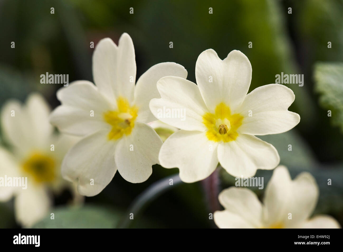 Primula 'Lismore Yellow' flowers. Stock Photo