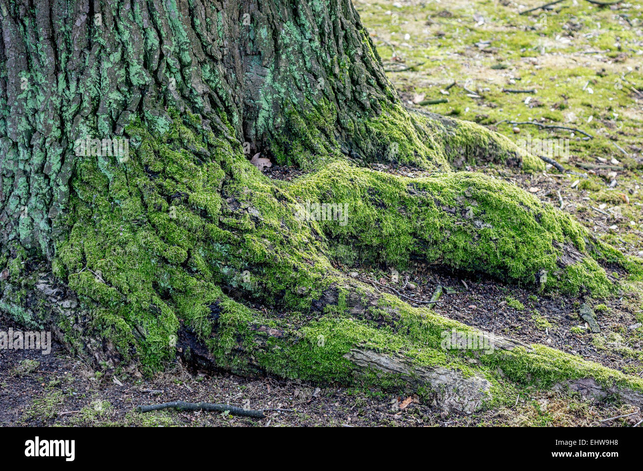 Old oak tree trunk covered with moss and algae Quercus robur Stock