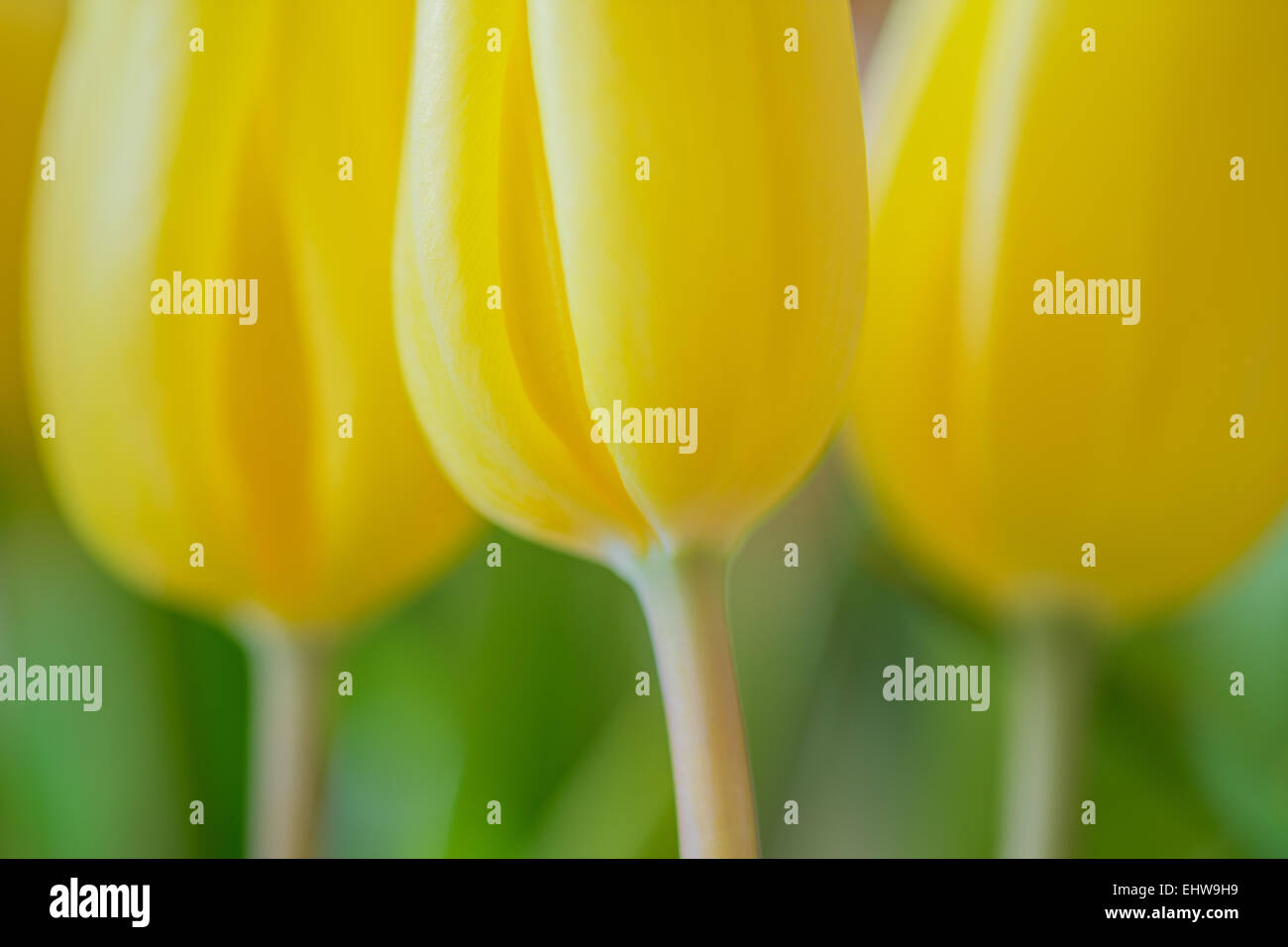 Three soft dreamy yellow spring tulips close up Stock Photo