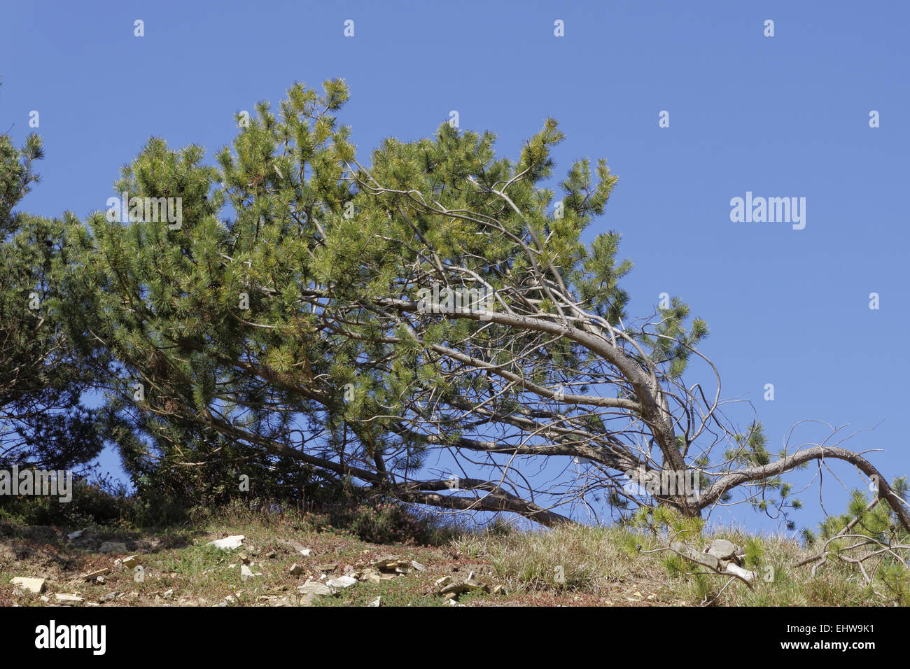 Pinus mugo, Dwarf mountain pine in Germany Stock Photo