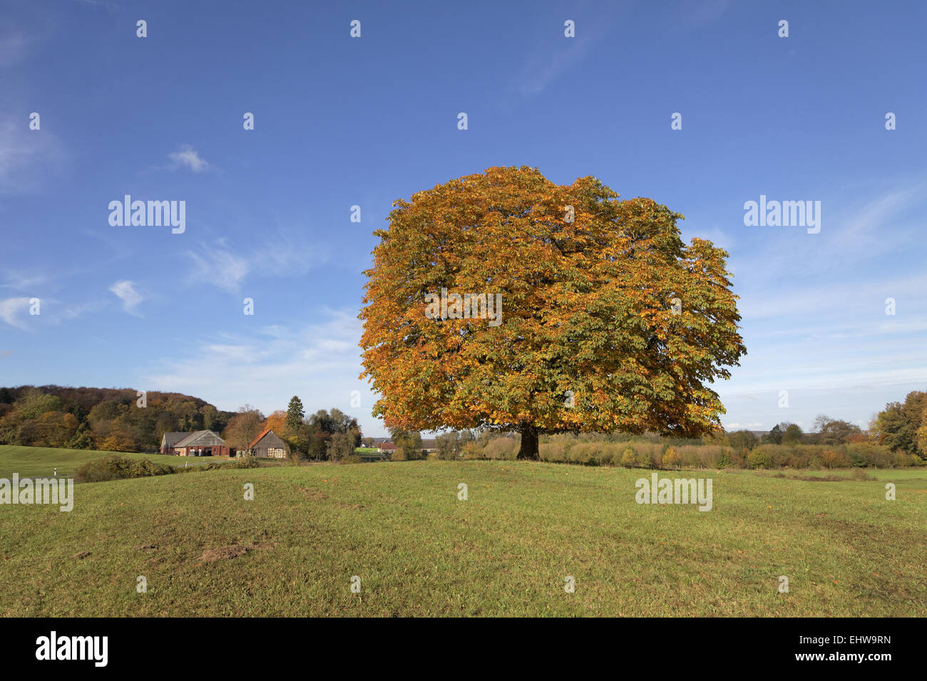 Horse chestnut tree, Aesculus in autumn Stock Photo