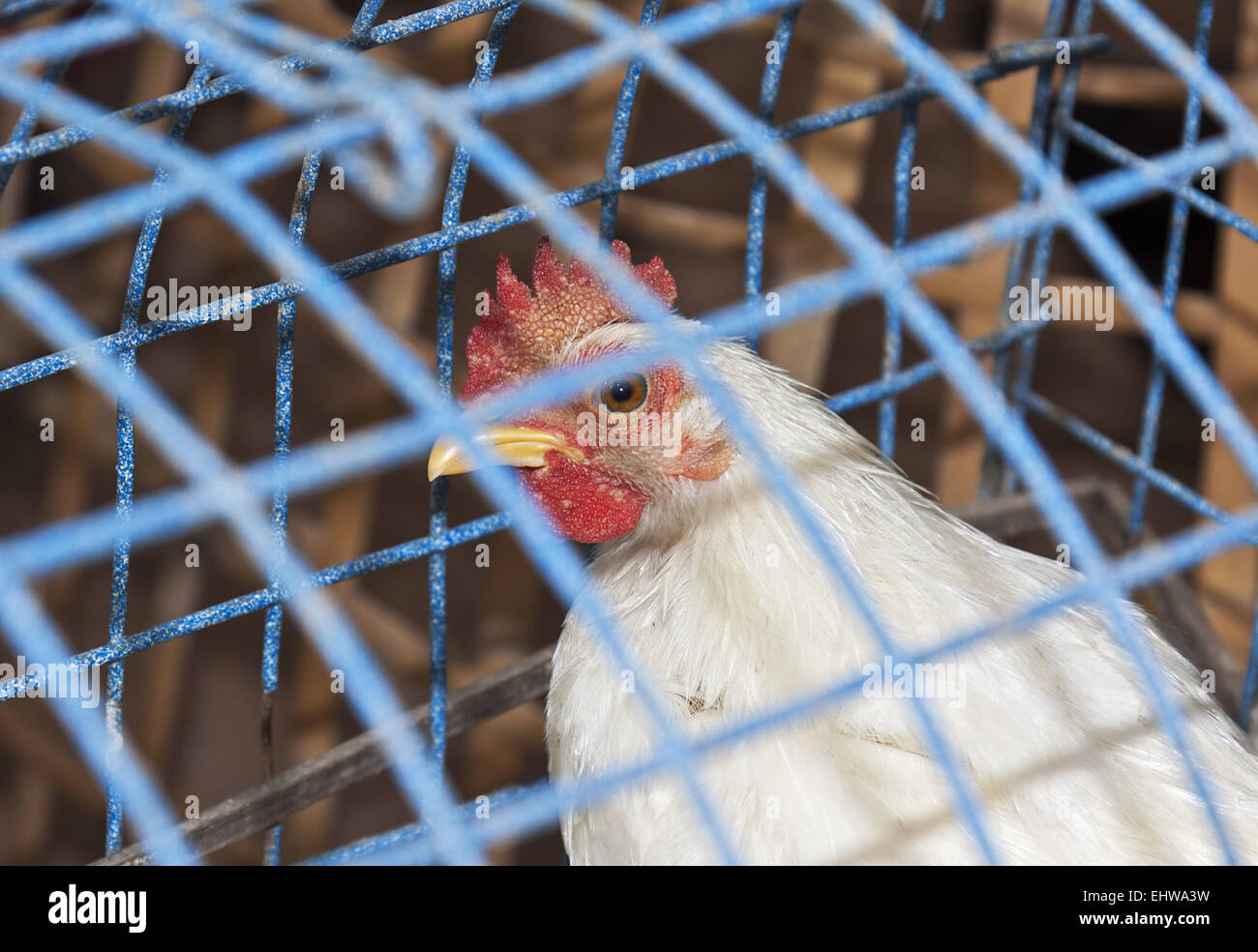 Sick chicken animal hires stock photography and images Alamy