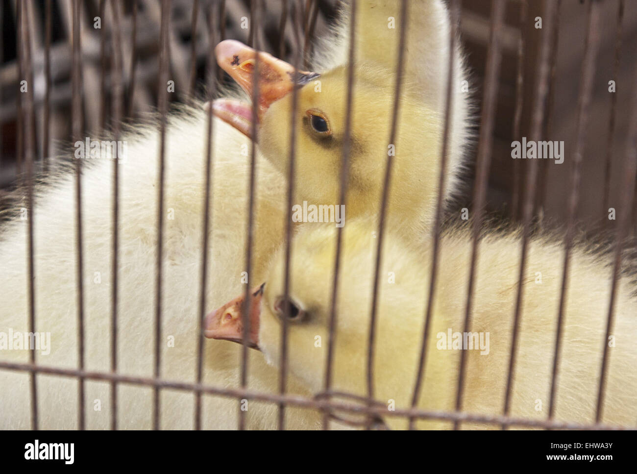 Thai market Stock Photo