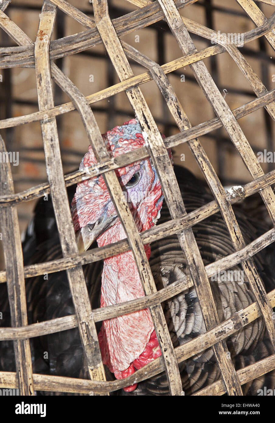 Turkey Stock Photo