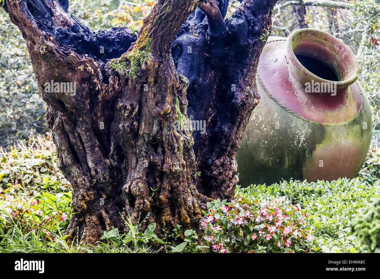 Ancient Olive Trees Madeira Portugal Stock Photo Alamy