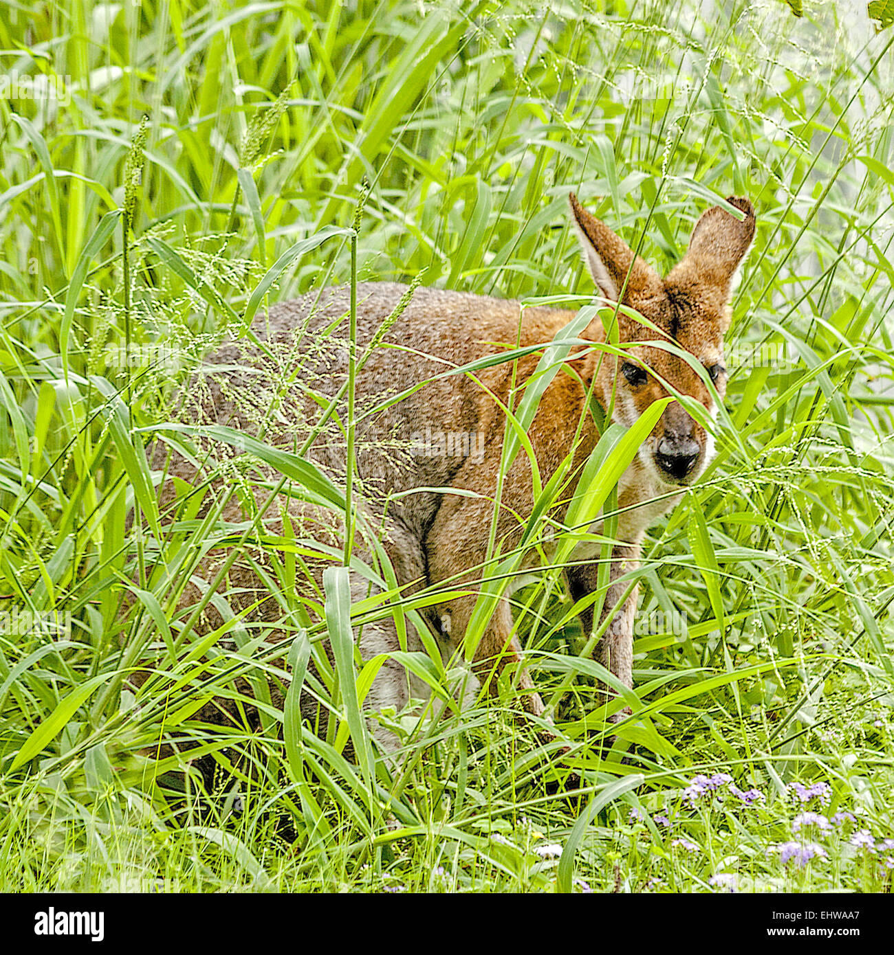 Kangaroo In The Grass Queensland Australia Stock Photo
