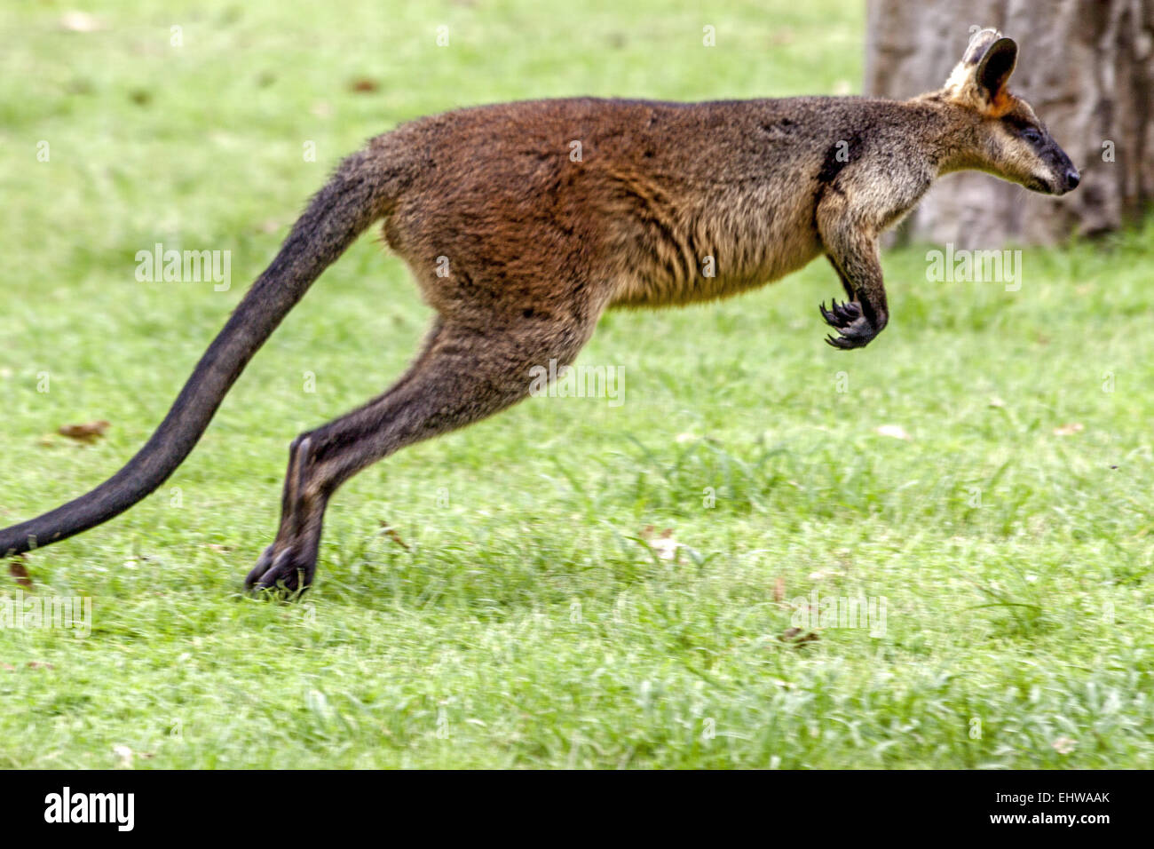 Bounding Red kangaroo Queensland Australia Stock Photo