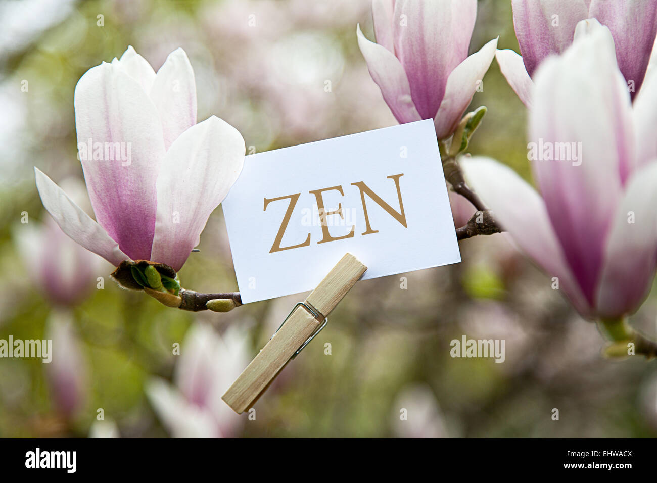 ZEN attached to a blossoming magnolia tree Stock Photo