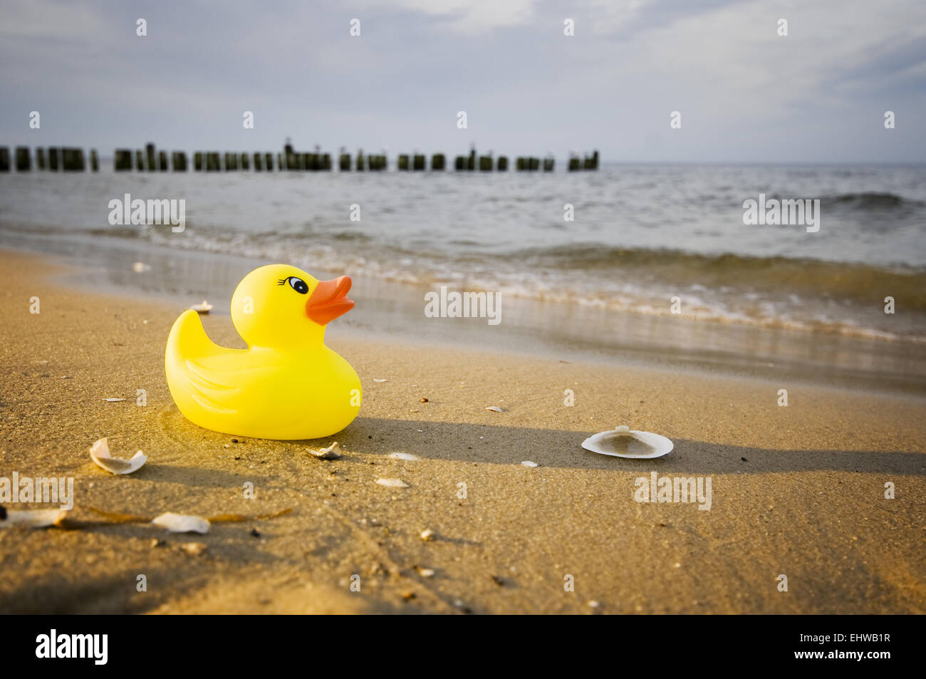 rubber duck with shells Stock Photo