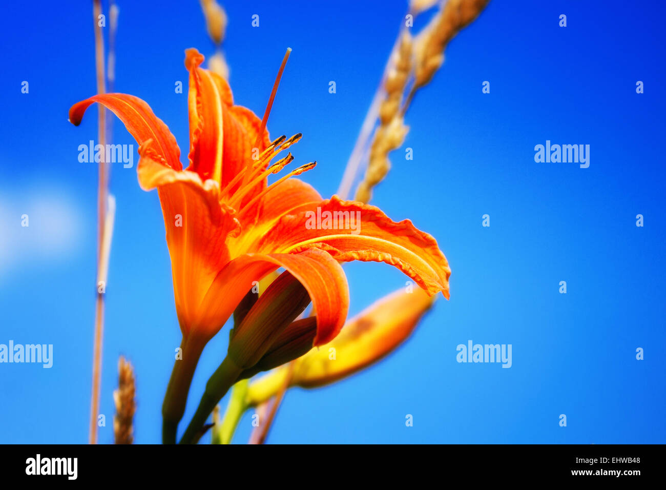 Lillies hi-res stock photography and images - Alamy