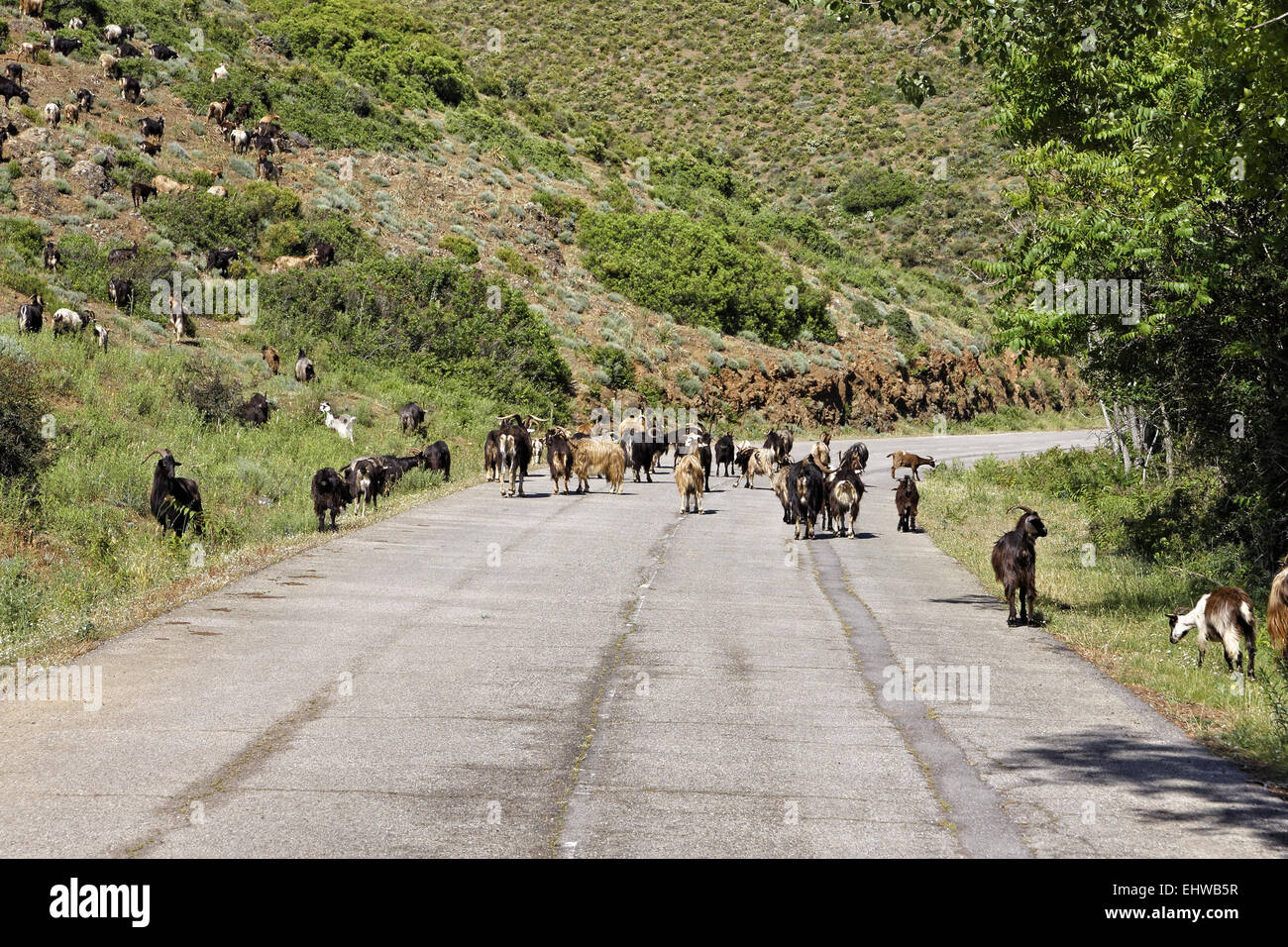 Goats near Belgodere, Nebbio region, Corsic Stock Photo
