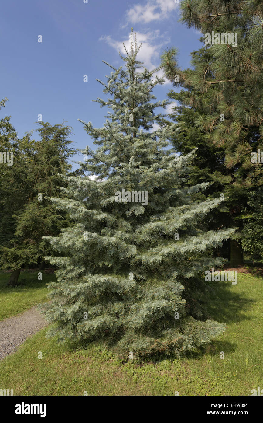 Abies concolor, Colorado white fir Stock Photo