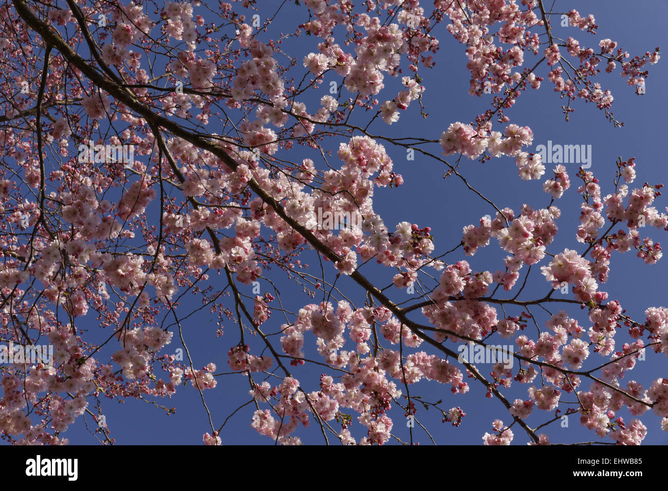 Japanese cherry tree in spring, Germany Stock Photo