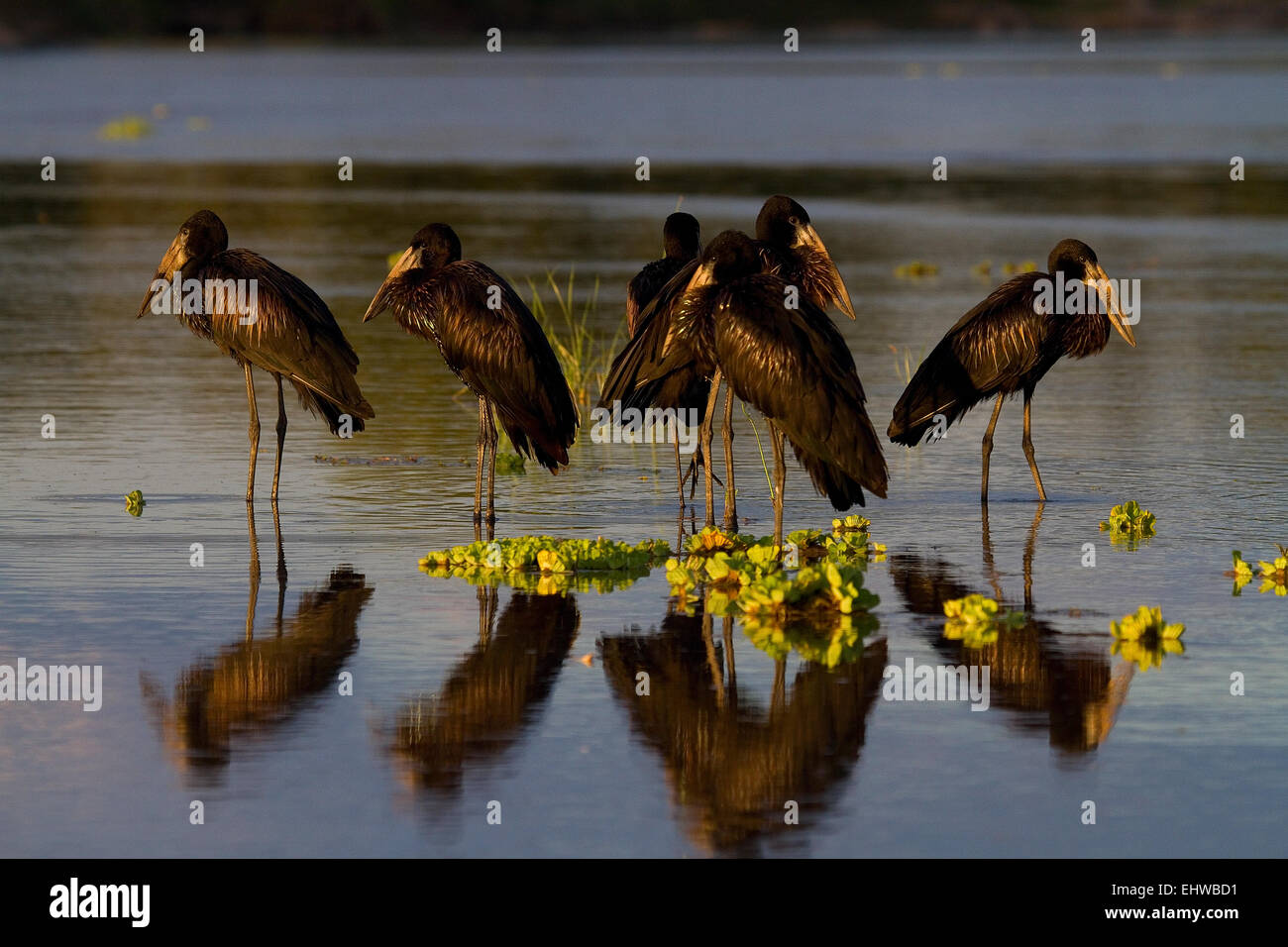 Several African openbill (Anastomus lamelligerus) resting in a shallow river, with a reflection. Stock Photo