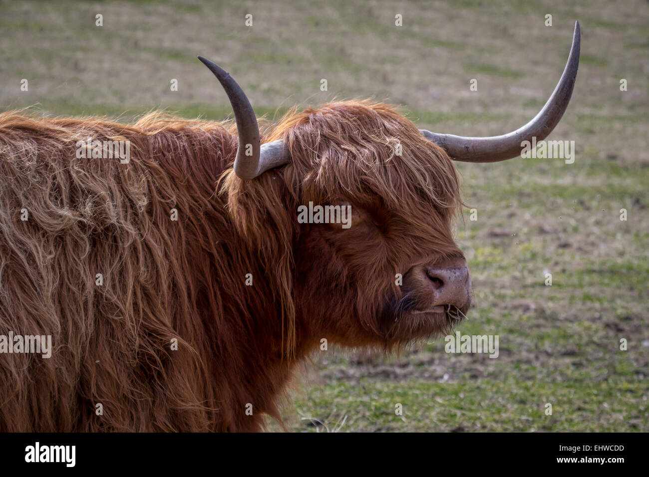 Highland cow turning and facing the camera. Head shot with horns and detailed hair with staring eye Stock Photo