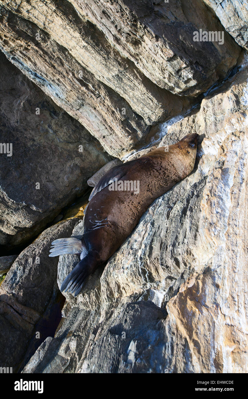 Seal resting on the rocks at Myponga Beach on the Fleurieu Peninsula in South Australia Stock Photo