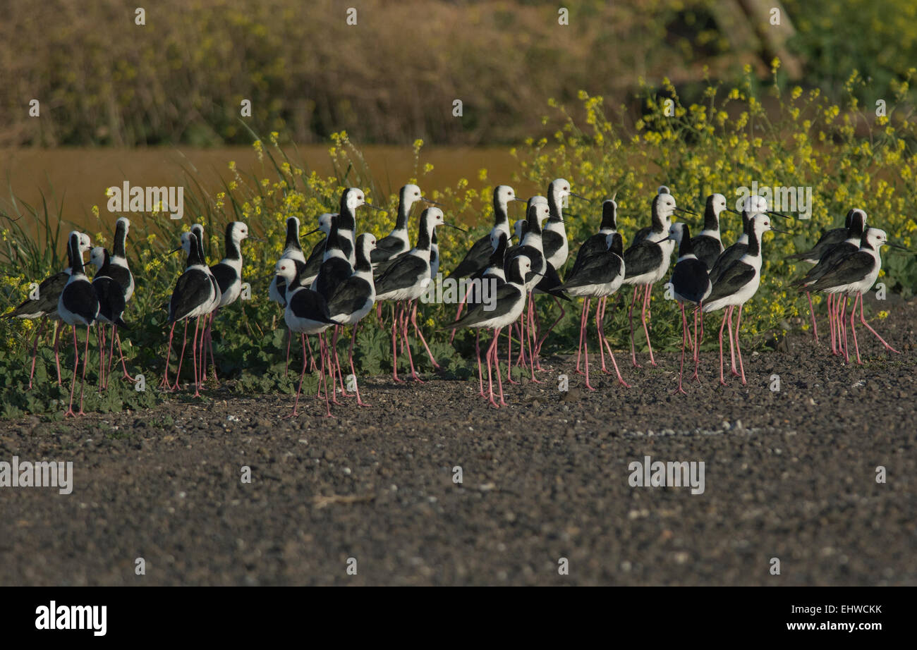 Australian stilts hires stock photography and images Alamy