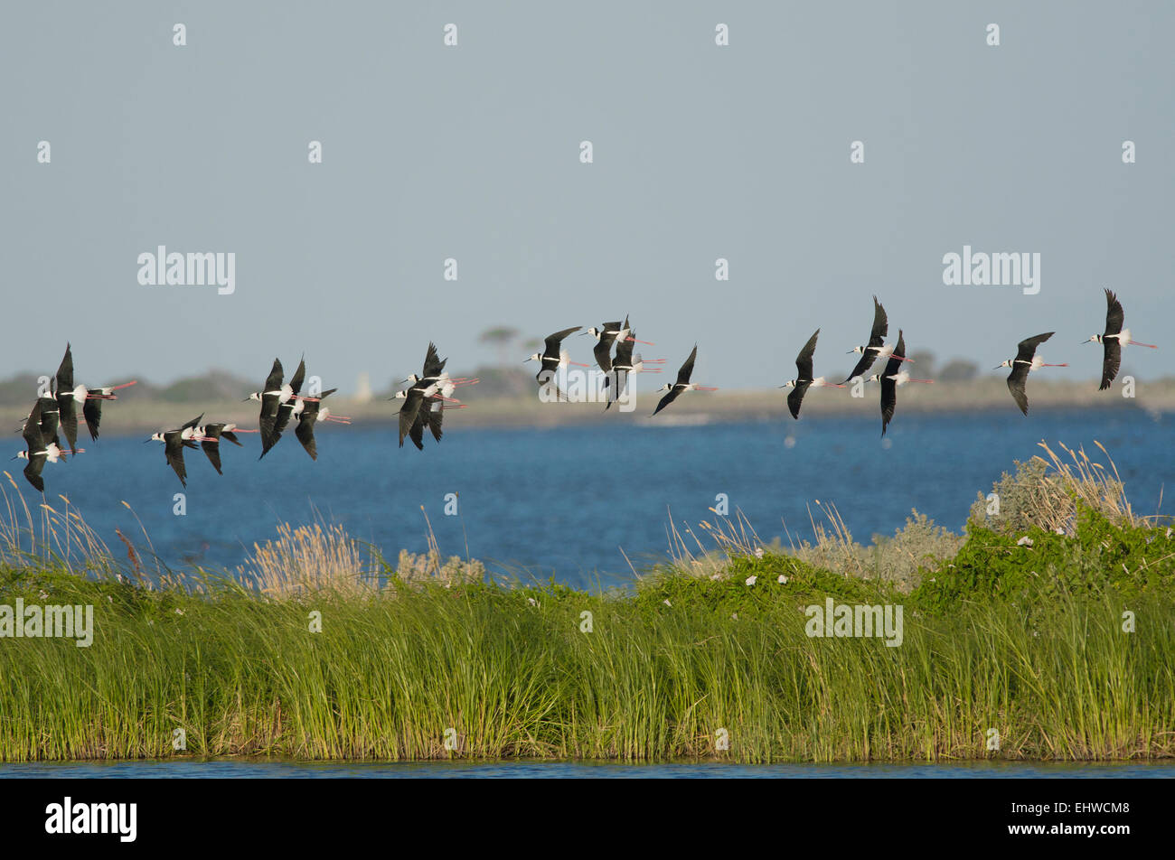 Australian stilts hires stock photography and images Alamy