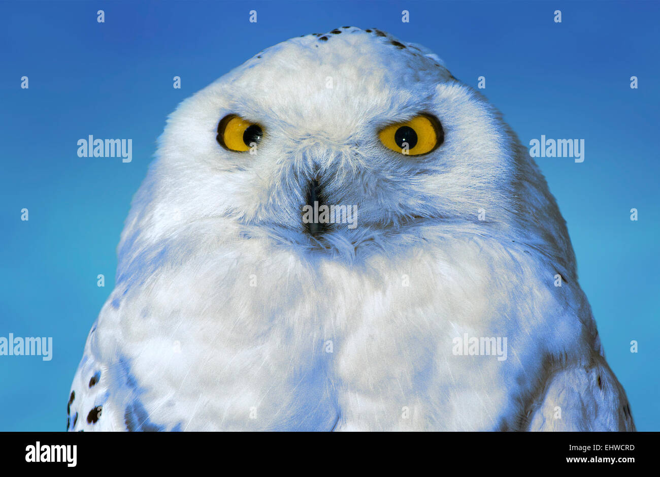 Snowy owl(Nyctea scandiaca).Europe.Ukraine.Kharkov.The Ecopark.the black background. Stock Photo