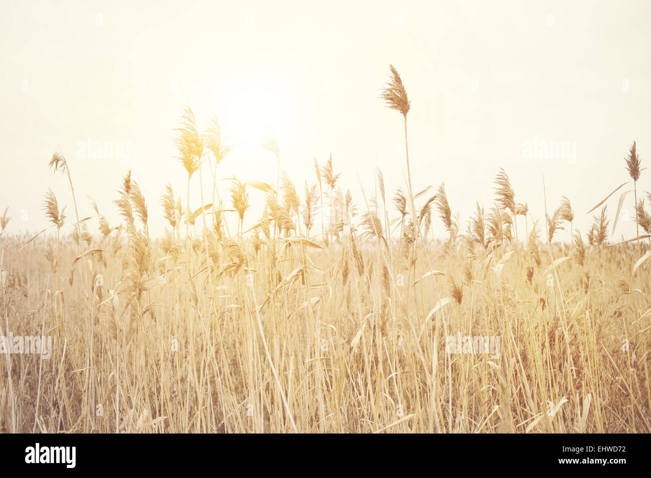 Dry grass field hi-res stock photography and images - Alamy
